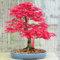 10 semillas de arce japonés rojo Acer palmatum atropurpureum Bonsai Arce CombSH