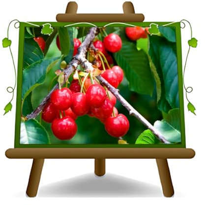 Cerezo ácido Cereza progressiflora sobre jarrón de 26 Planta de pomelos envejecido autofertile Max 180 cm – 4 años