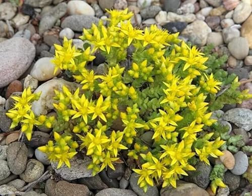 1 Pack of 1400 SEEEDS Stonecrop Sedum reflexum