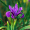 Iris Germanica Bulbos,Iris Bulbos,Bulbos De Flor Iris,Iris Reticulata,Iris Versicolor,JardíN, PlantacióN Principiante Resistente Al FríO,Bulbos OtoñO Iris -15bulbos-G