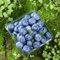 heidelbeerstrauch winterhart samen, zwergobstbäume indoor garten blaubeeren pflanzen plants winterharte stauden mehrjährig säulenobst obst frisch winterharte pflanzen für garten 250pcs