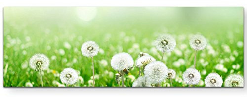 Leinwandbilder | Bilder Leinwand 150x50cm Frühlingswiese mit Pusteblumen