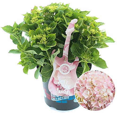Hydrangea Soft Pink Salsa Garden Shrub | Deciduous Potted Plants | 1.5-2.5ft