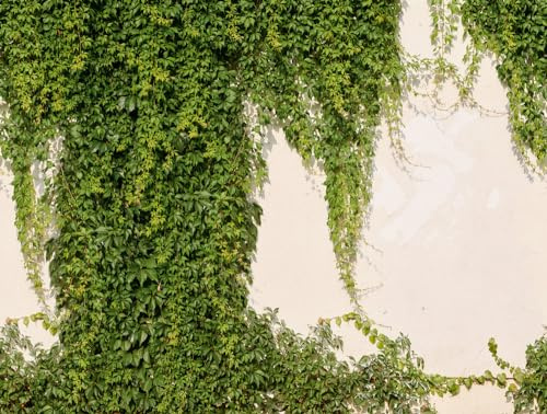 livingwalls Efeu-Fototapete – Creme, Grün – Wandbild XXL 2,80 x 3,71 m | Natürliches Efeu-Motiv als natürlicher Blickfang – matte Motivtapete, einfach zu verkleben & spurlos abziehbar