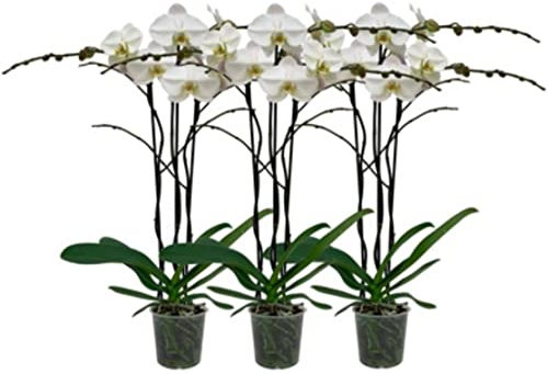 POWERS TO FLOWERS - ORCHIDEA PHALAENOPSIS BIANCA, 3 STELI, SET 3 PIANTE, VASO 16CM DIAMETRO, ALTEZZA 100CM, VARIETA' A FIORE GRANDE, piante vere