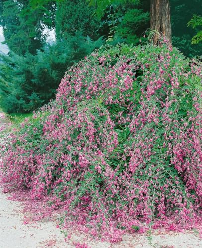 Buschklee Lespedeza buergeri 30-40 cm Zierstrauch winterhart mehrjährig | Winterhart, sonniger bis halbschattiger Standort, dekorative Blüten, ideal für Garten und Rabatte, schnittverträglich