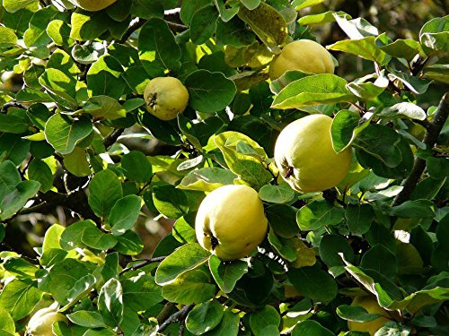 Gifts Delight Laminated 32x24 inches Poster: Quince Fruit Cydonia Oblonga Cydonia Kernobstgewaechs Large Rose Greenhouse Rosaceae Fruit Tree Crop Quince Fruit Pome Fruit Quittenbaum Quince Shrub Leaf
