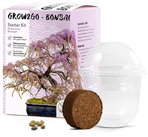 GROW2GO Bonsai Starter Kit Anzuchtset - Pflanzset aus Mini-Gewächshaus, Samen & Erde - nachhaltige Geschenkidee für Pflanzenfreunde (Afrikanischer Blauregen)