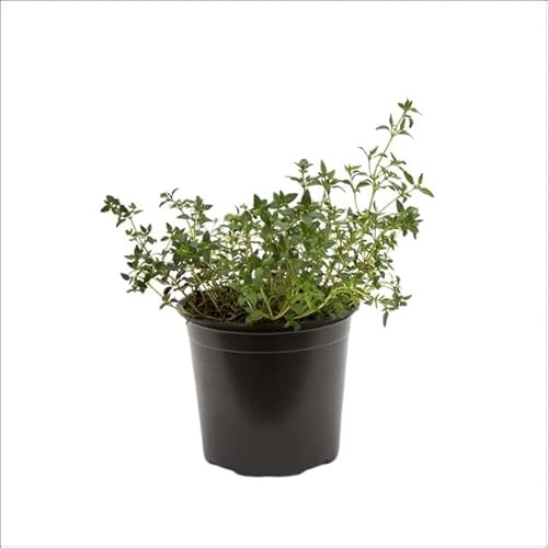 Tomillo Natural Planta con Propiedades Culinarias