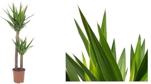 Yucca 2 Troncos | DECOALIVE | Planta Natural de Interior + 100cm