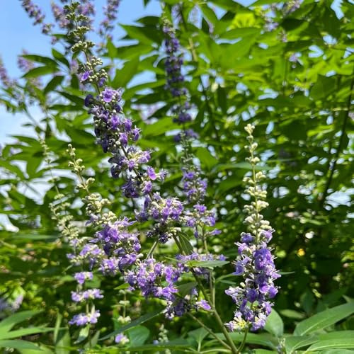 semi resistenti di lavanda da giardino tappezzanti lavanda da giardino roccioso resistenti per aiuole rialzate, luoghi soleggiati 200pcs