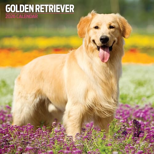 Golden Retriever 2026 traditionell kalender