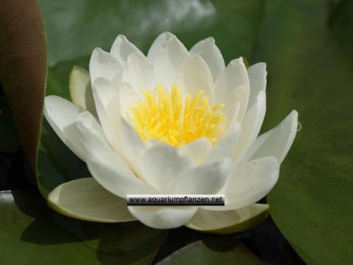 1 Seerose der Sorte Marliacea Albida, weisse Blüte für den Teich, Teichpflanzen, Wasserpflanzen
