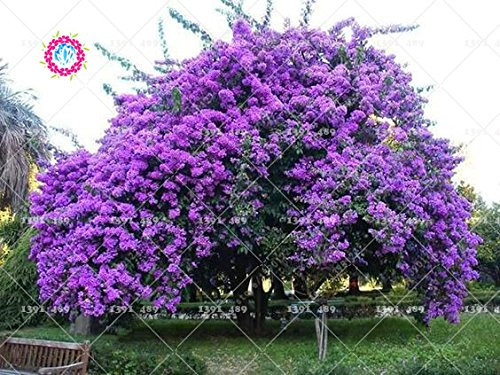 Semillas 40pcs Lila árbol de la flor de Jardines aromáticos de plantas ornamentales plantas para el jardín de DIY Inicio:Seeds Only