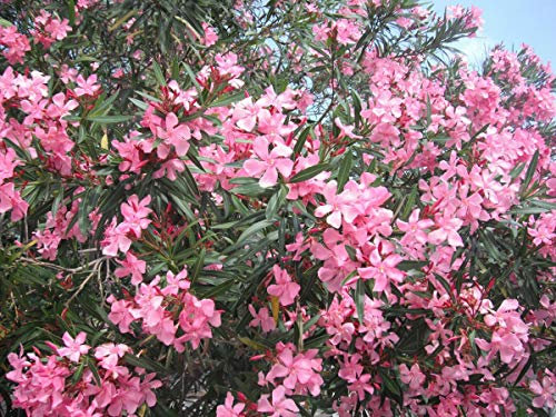 1 PIANTA DI OLEANDRO ROSA IN VASO 20CM Nerium Oleander
