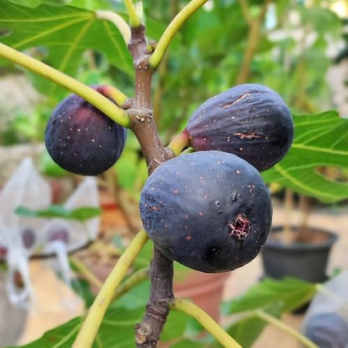 feigenbaum obstbäume, feigen feige topfpflanzen draußen winterhart balkon deko wohnzimmer 300samen