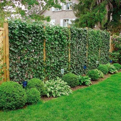 Set de 8 plantas trepadoras: 2 pasifloras + 6 hiedras 75/100 cm | Resistente y perenne - para 1 metro lineal de seto floreciente | Protección total