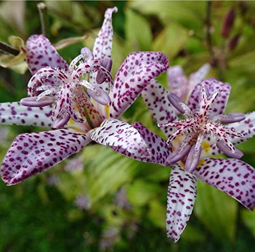 5 X Tricyrtis Hirta - Giglio Orchidea - Giglio Di Rospo - Radici Nude - Rizomi Alta Qualità (5)