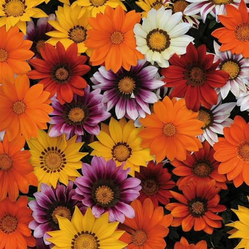 Perfect Plants - Gazania Plants Mixed Colour - 6 Pack Bedding Plants - Garden Ready Plants