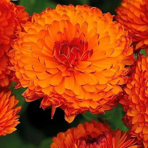 Signet Marigold Orange Gem - 150 Seeds + Plant tag + freebie (Tagetes tenuifolia)