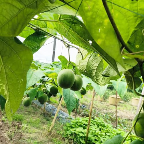 Semillas de Siraitia Grosvenorii - semillas de hortalizas fruto columnar Decoración de balcón de invernadero - Plantas raras - plantas frutales árboles frutales columnares macetas 120pcs
