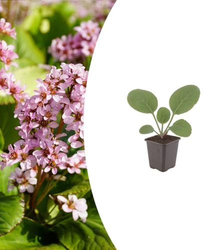 Bergenia cordifolia | 24 piezas - 10-25cm - Ø9cm - Planta de jardín