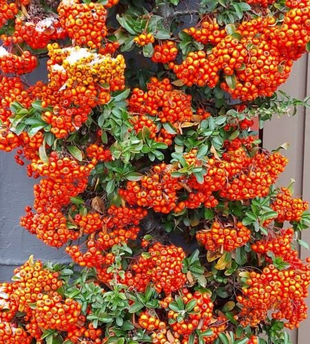 SEMI Decorazione del frutto Agazzino tollera ugualmente bene il caldo e il freddo Pyracantha c