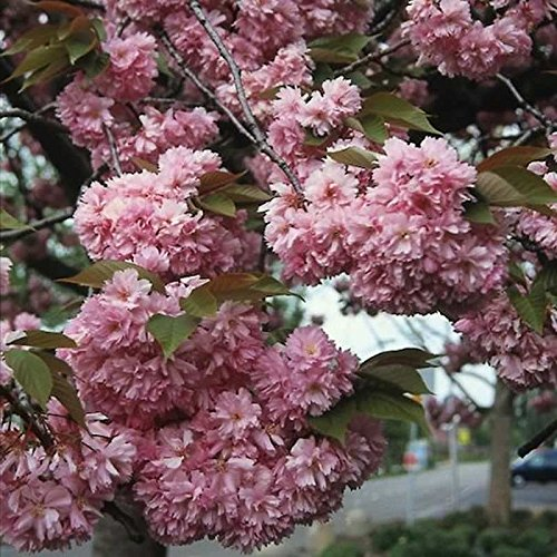 Prunus serrulata 'Kanzan' 60–80 cm – Winterhart, Mehrjährig, Pflegeleicht – Japanische Nelkenkirsche Zierkirsche – Solitärbaum für Garten & Vorgarten