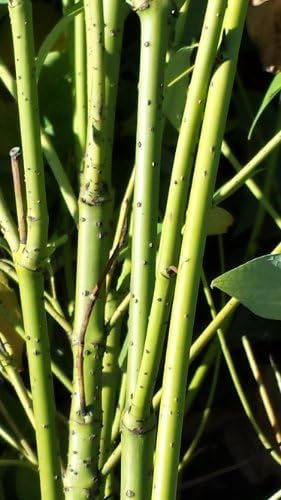 Gelbholz Hartriegel Cornus stolonifera Flaviramea 60-100 cm hoch 5 L Topf | Winterhart, robust & pflegeleicht – leuchtende Triebe als Winterschmuck, bienenfreundlich für Garten & Beet