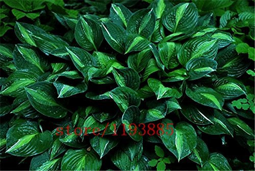 Plantes Hosta, Hosta Whirl Wind en pleine ombre, Fleur Hosta, Graines de fleurs, Graines d'herbe, Plantes ornementales, pour jardin domestique Paquet de 100 graines