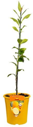 Limonero Natural de la Tierra Mediterránea Crea tu Propio Huerto de Cítricos