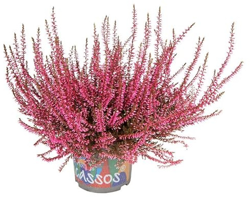 Brecina o Calluna Natural La Planta Navideña que Dura Todo el Año y es Fácil de Cuidar