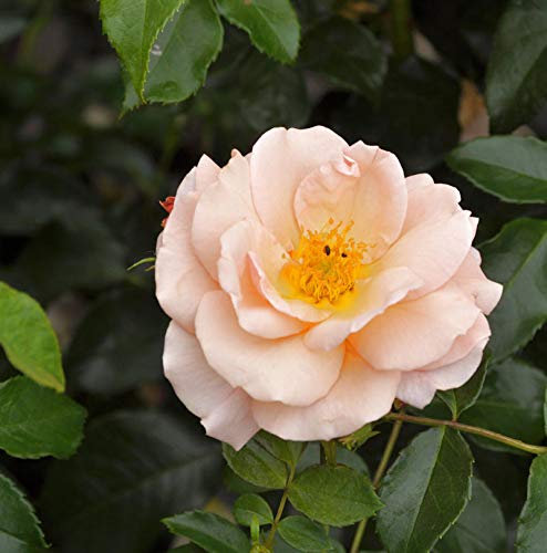 Hochstamm Rose Aprikola 80-100cm - lebende Gartenpflanze aus den Baumschulen
