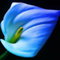 Calla bulbi.Pianta perenne, sempreverde e resistente. bulbi Calla bianca gigante.Calla pianta.Fiori perenni.-10 bulbi-C