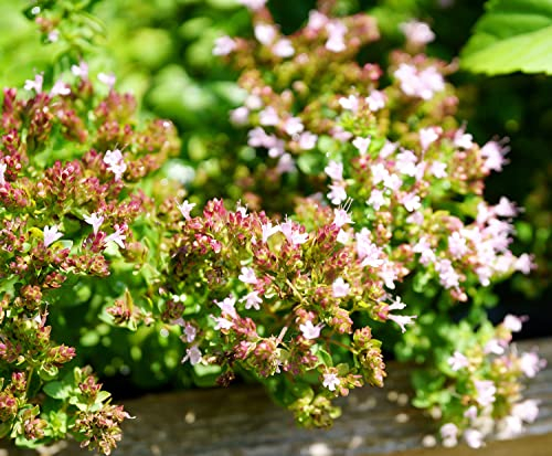 Echter Thymian - Mehrjähriger Gartenthymian - Thymus vulgaris German Winter - Winterhart - 5000 Samen
