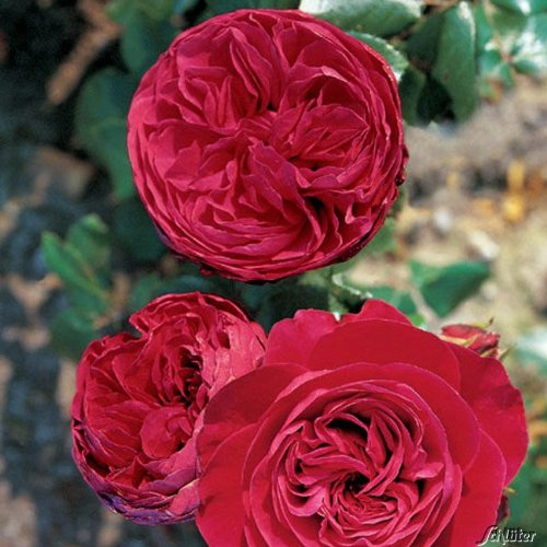 Nostalgische Rose 'Red Leonardo Da Vinci®' - ADR-Rose