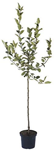 Apfelbaum Holsteiner Cox süßsäuerlicher Winterapfel Halbstamm 150-170 cm 9,5 Liter Topf Unterlage M7