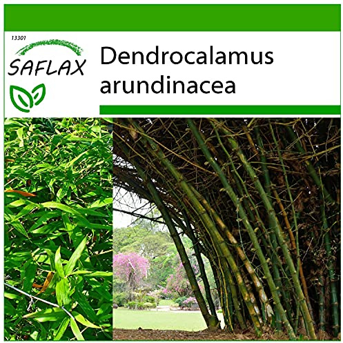 SAFLAX - Gräs-Bambu-Stor Taggbambu - 50 Frön - Med pottsubstrat för bättre odling - Dendrocalamus arundinacea