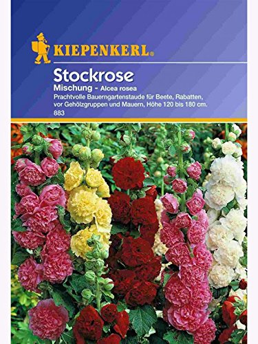 Alcea rosea Stockrosen Mischung