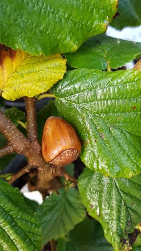 Corylus avellana 'Bergeri' / Noisetier Bergeri/Conteneur de 2 à 2.9 litres/Touffe