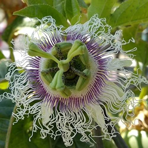 Winterharte Passionsblume Passiflora edulis 'Frederick' ca. 30 cm - exotische Schönheit - mehrjährige Kletterpflanze