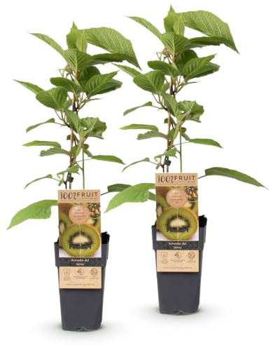 Green boutiQ - Plante fruitière - Actinidia deliciosa Jenny - Kiwiplant - Autofertile - Fruit Vert - 2 Plantes - Pot 15cm - Hauteur 50cm