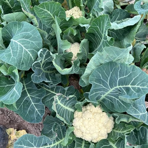 semi di cavolfiore, semi di cavolfiore, rare acquistare da orto invernale antiche varietà biologici da giardino 550pcs
