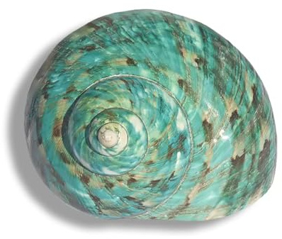 coquille de conque, Différentes tailles for la décoration de mariage, fête sur le thème plage, maison, du bricolage, des aquariums et collectionneurs coquillages(7~8cm)