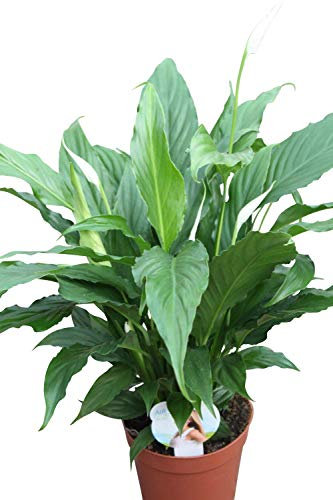 Planta de interior - Planta para la casa o la oficina - Spathyphyllum - LIRIO DE PAZ - 40 cm