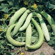 SEMI CETRIOLO TORTARELLO DELL'ABBRUZZO-VARIETA' VERDE CHIARO