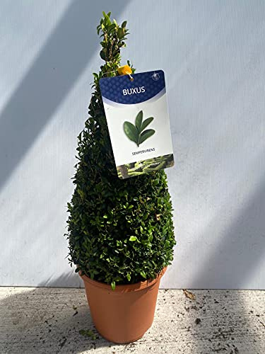 Buxus Cone Topiary Tree