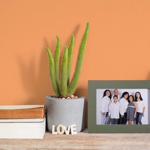 K&L Wall Art Seidenmatt Wandfarbe Orange Innenwandfarbe modern Wandschutz Anstrich 2,5Liter Farbe Papaya