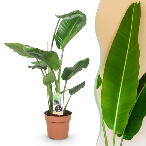 Green boutiQ - Zimmerpflanzen - Strelitzia Nicolai - Paradiesvogelblume - Wenig Pflege - Grün - 1 Pflanze - Topf 17cm - Höhe 70-90cm
