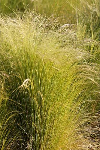 Blumixx Stauden Stipa tenuissima – Zartes Federgras, winterhart & pflegeleicht, silbrig-grün, ideal für Beete & Kübel, im 0,5 L Topf